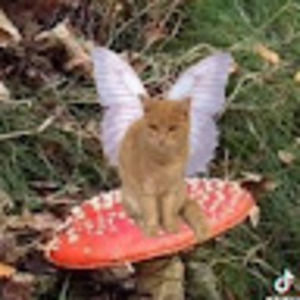 Meet your Posher, Toby33b